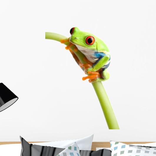 Red-eyed Tree Frog Wall Decal
