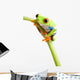 Red-eyed Tree Frog Wall Decal
