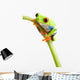 Red-eyed Tree Frog Wall Decal