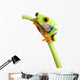 Red-eyed Tree Frog Wall Decal