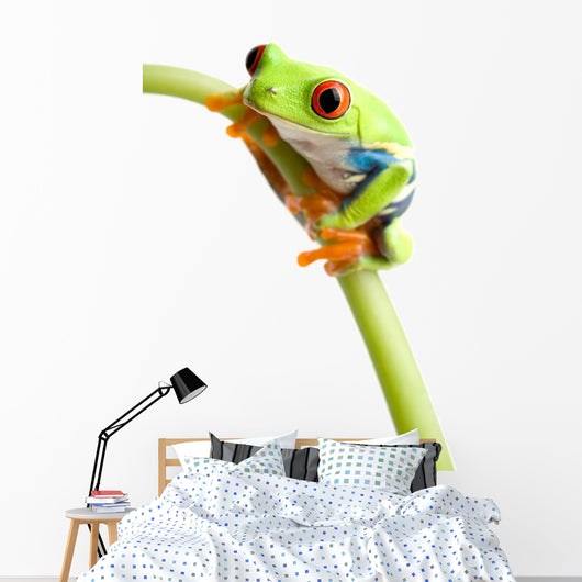 Red-eyed Tree Frog Wall Decal