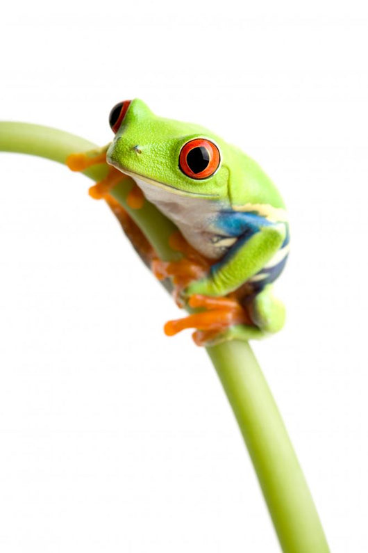 Red-eyed Tree Frog Wall Decal