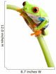 Red-eyed Tree Frog Wall Decal