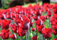 Tulipani Wall Decal