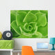 Succulent Wall Decal