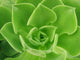 Succulent Wall Decal