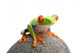 Frog Rock Wall Decal