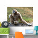 Lar Gibbon Wall Decal