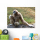 Lar Gibbon Wall Decal