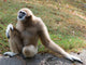 Lar Gibbon Wall Decal
