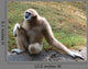 Lar Gibbon Wall Decal