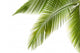 Palm Tree Wall Decal