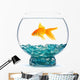 Gold Fish Aquarium Wall Decal