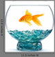 Gold Fish Aquarium Wall Decal