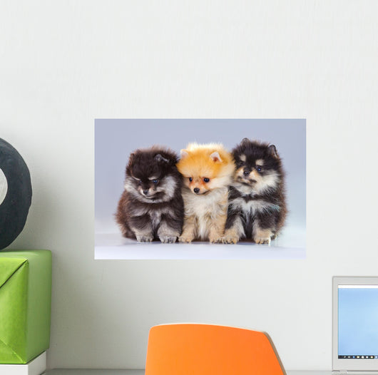 Three Pomeranian Puppies Wall Decal