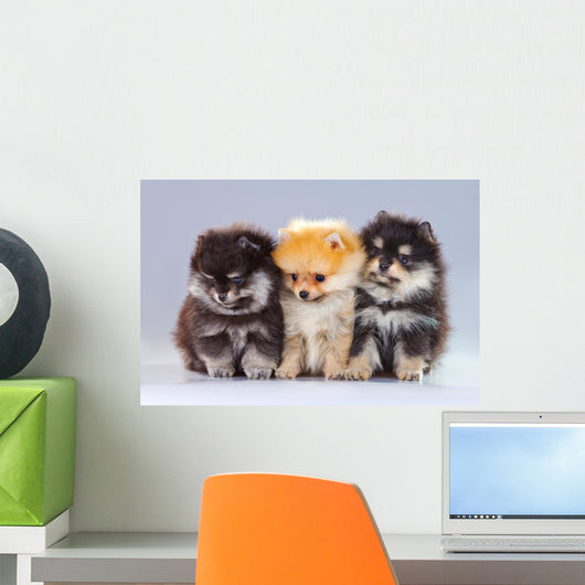 Three Pomeranian Puppies Wall Decal