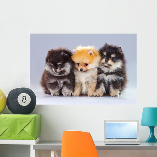 Three Pomeranian Puppies Wall Decal
