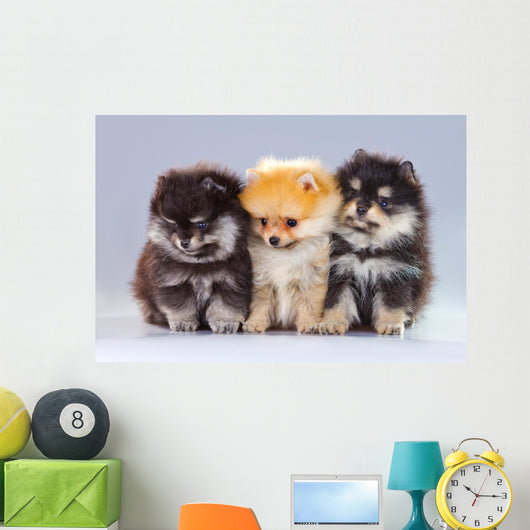 Three Pomeranian Puppies Wall Decal