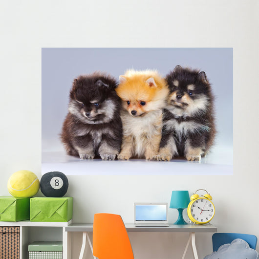 Three Pomeranian Puppies Wall Decal