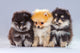 Three Pomeranian Puppies Wall Decal