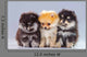 Three Pomeranian Puppies Wall Decal