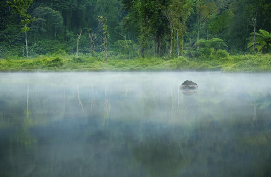 Misty Morning Landscape Wall Decal