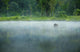 Misty Morning Landscape Wall Decal