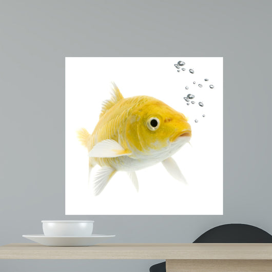 Koa Yamabuki Ogon Wall Decal