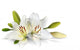 Easter Lily Flowers White Wall Decal
