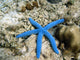 Blue Starfish Wall Decal