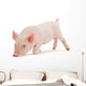 Snuffling Pig Wall Decal