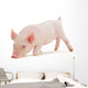Snuffling Pig Wall Decal