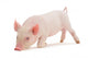 Snuffling Pig Wall Decal
