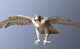 Falcon Coming Fast Intent Wall Decal