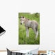Wild Filly Looking Back Wall Decal