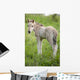 Wild Filly Looking Back Wall Decal