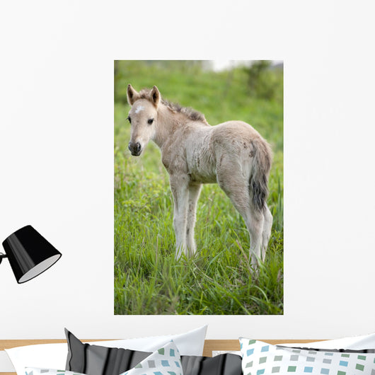 Wild Filly Looking Back Wall Decal