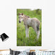 Wild Filly Looking Back Wall Decal