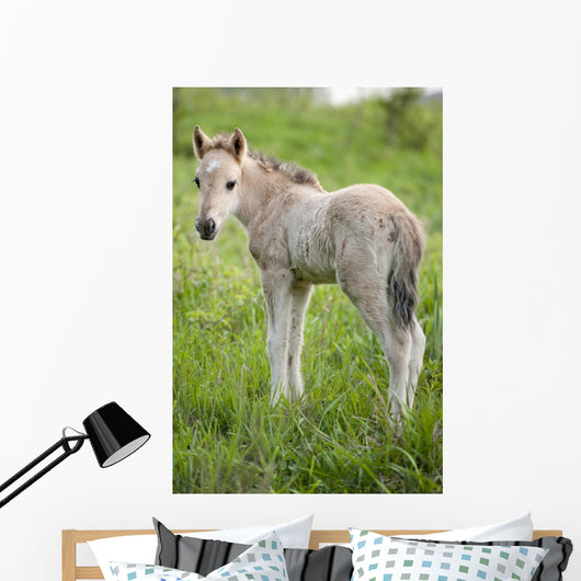 Wild Filly Looking Back Wall Decal