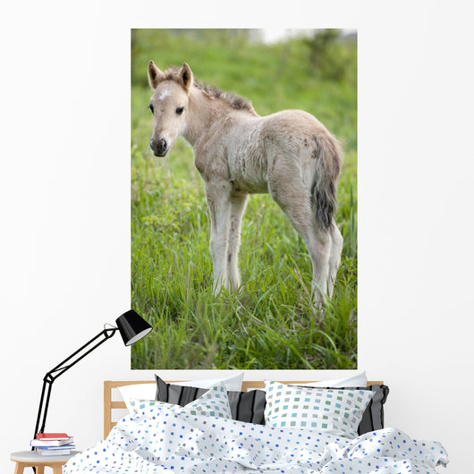Wild Filly Looking Back Wall Decal