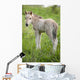 Wild Filly Looking Back Wall Decal