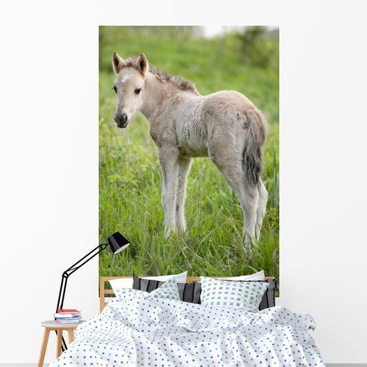 Wild Filly Looking Back Wall Decal