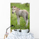 Wild Filly Looking Back Wall Decal