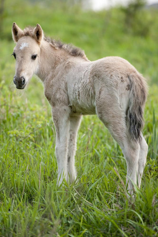 Wild Filly Looking Back Wall Decal