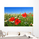 Field Red Poppy and Wall Decal
