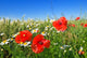 Field Red Poppy and Wall Decal