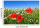 Field Red Poppy and Wall Decal