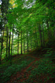 Path Forest Wall Decal