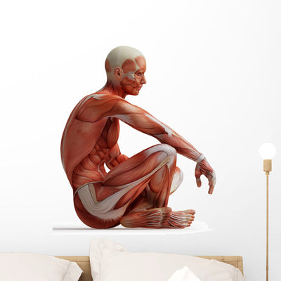 Anatomy Muscles Wall Decal shown on a wall