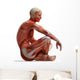 Anatomy Muscles Wall Decal